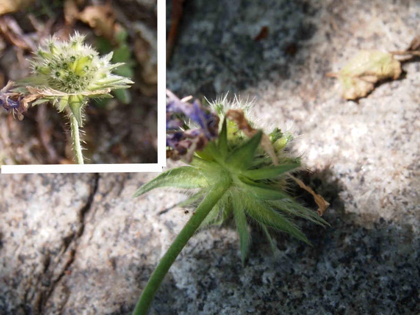 Scabious, (thrice divided) fruit